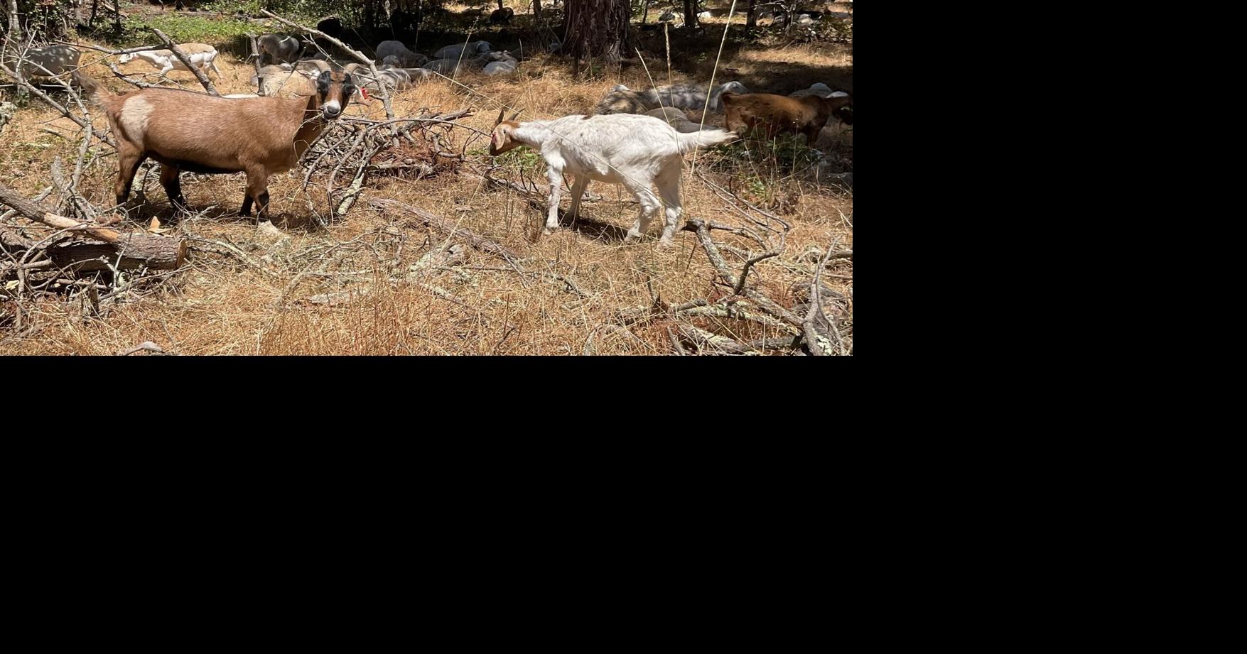 Wildfire Fuel Reduction: Goats to the Rescue | Opinion ...