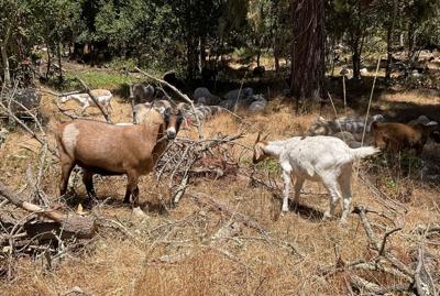 Goats at Old Capitol Site