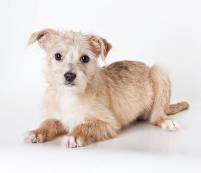 Cedar at the SPCA
