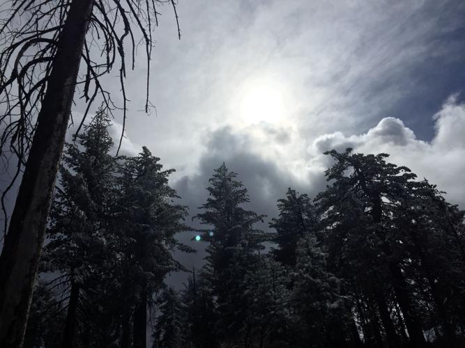 pines on top from below.JPG