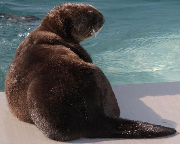 Youngest rescued otter to ever go on exhibit at Monterey Bay Aquarium debuts today.  
