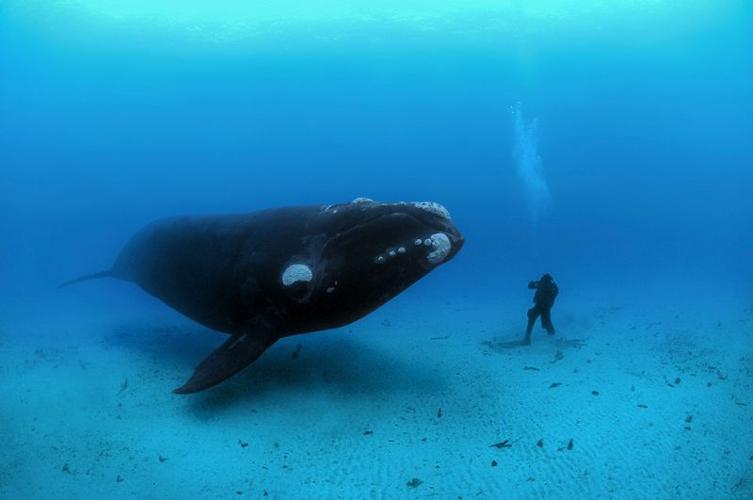 SouthernRightWhale-Diver.CR_BrianSkerry.jpg