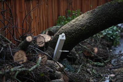 Downed Tree