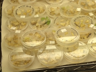A Kumbaya Moment for Friends and Foes of GMOs at Cooking for Solutions  