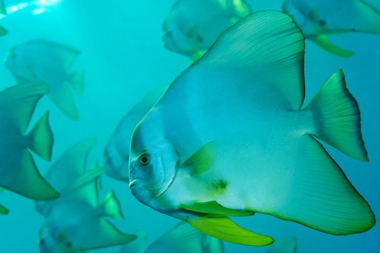 Spadefish.CR_BrianSkerry.jpg