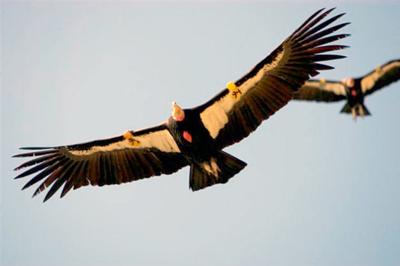 Condor