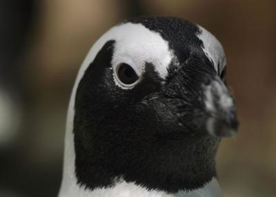 African blackfooted penguin