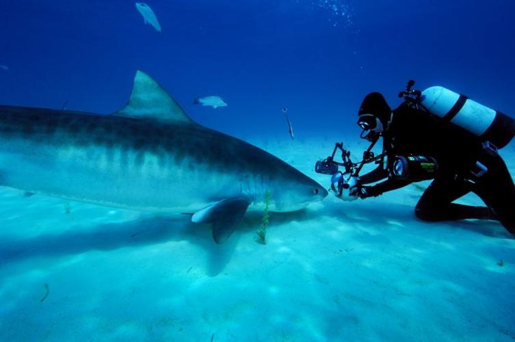 TigerShark-Skerry.CR_MarkConlin.jpg