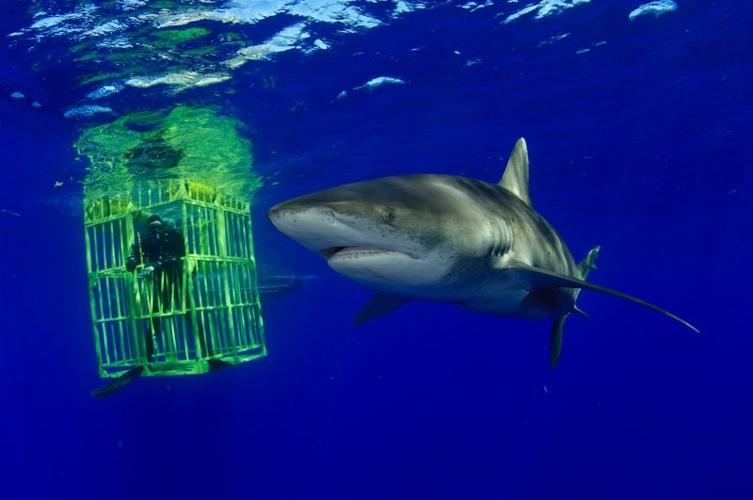 WhitetipShark-Cage.CR_BrianSkerry.jpg
