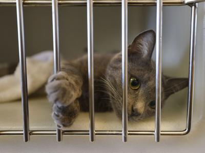 kitty at hitchcock road animal services