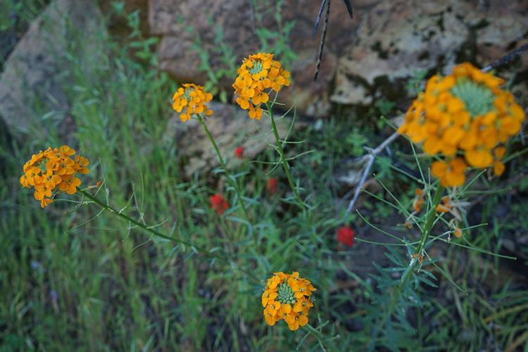 Wildflowers2.jpg