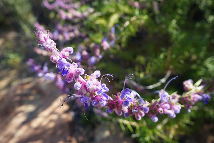 Wildflowers.jpg