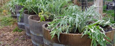 Even the laziest gardeners can grow food in small spaces.  