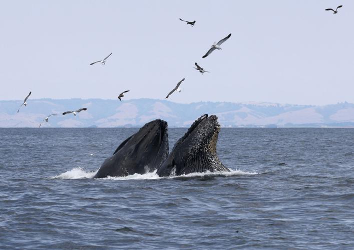 073122 Whale Watching 02.jpg