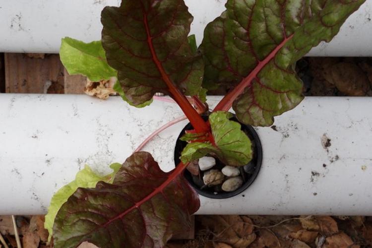 chard