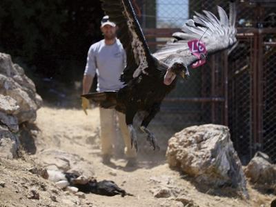 Condor Candsor