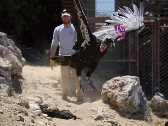 Condor Candsor