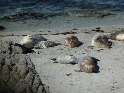 Hopkins harbor seals