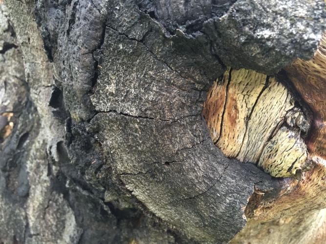 bark eyeball.JPG