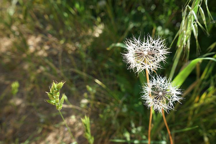 Wildflowers3.jpg
