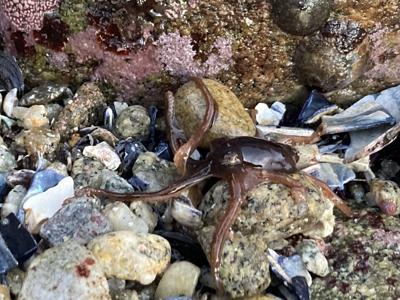 Octopus at Carmel Point