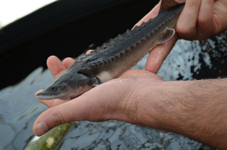 Sturgeon in tank