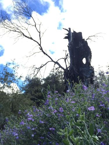 hollowed oak and wildflowers.jpg