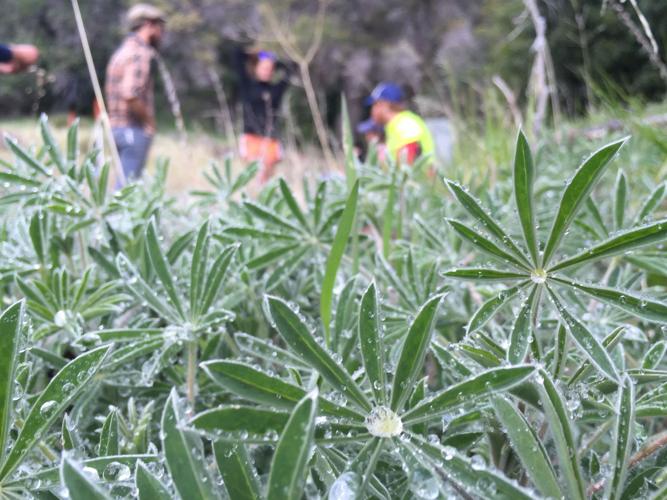 rest stop with rain on lupin.JPG