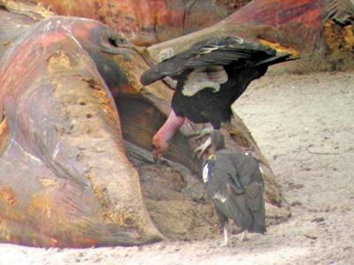 Condors make a meal of a beached gray whale.  
