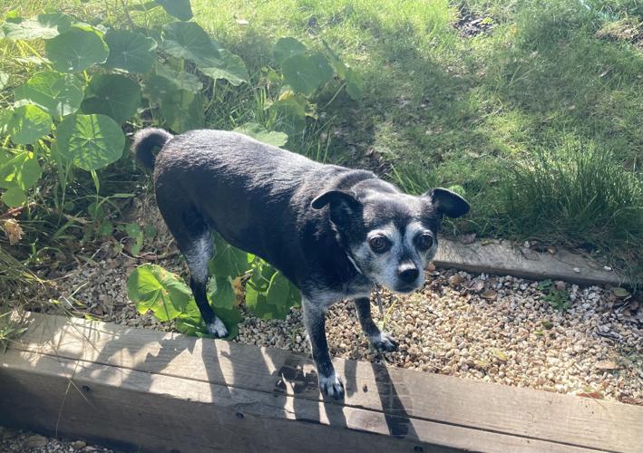 Pepper