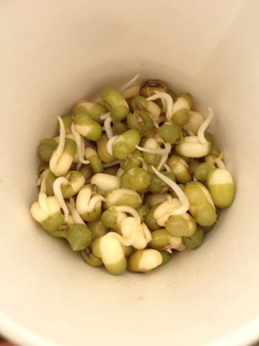 Sprouted beans.jpg