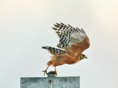 Maurice Druzin hawk