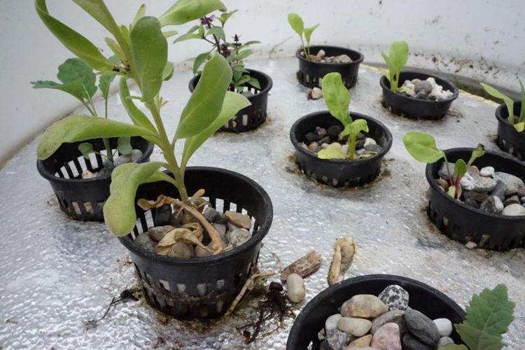 seedlings