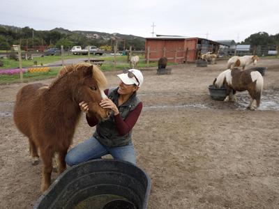 Horse Trade