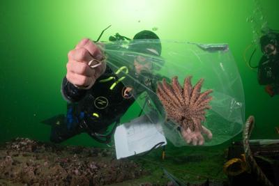 Sunflower Sea Star trials at Tankers Reef in the Monterey Bay