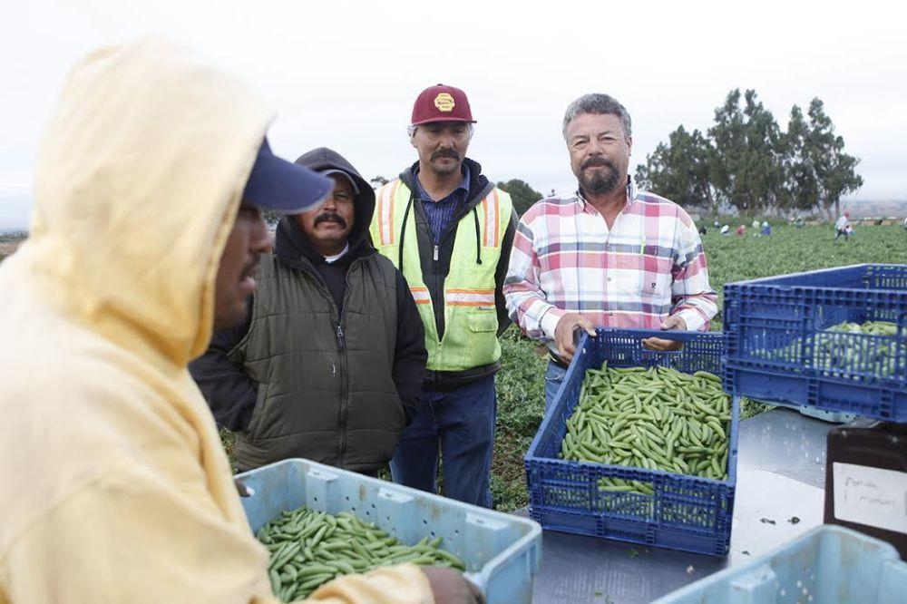 Courts and contractors A farm labor contractor on what recent rulings