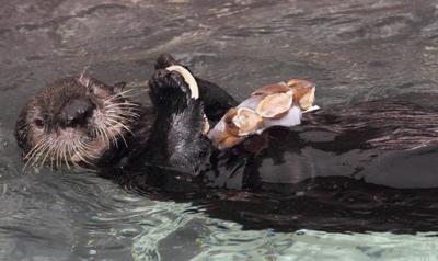 Sea otter