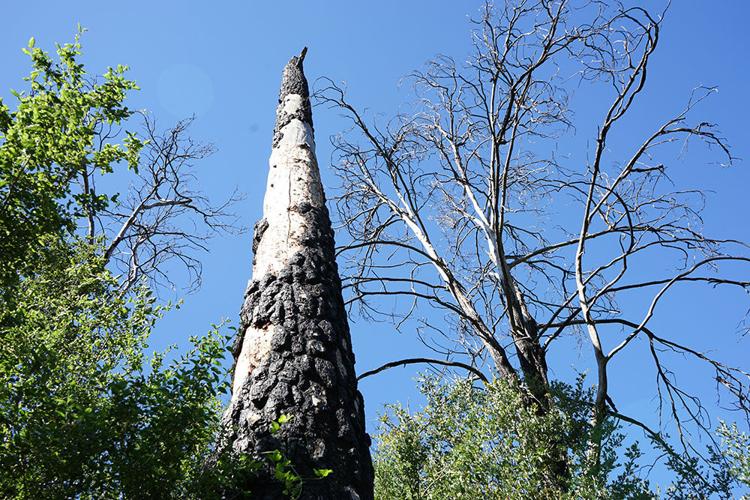 BurntPine.jpg