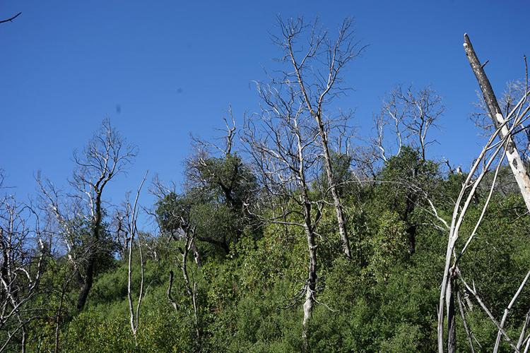 BurntTrees2.jpg