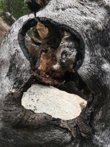 holy oak corpse.jpg