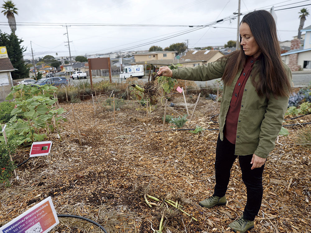 Seaside Community Garden Vandalism Leads to Charges | News ...