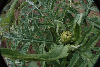 Artichoke plant