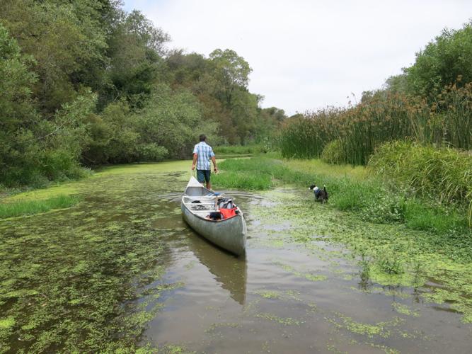 Pulling canoe through shallows.