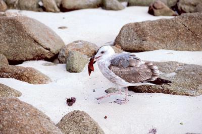 The Gull War