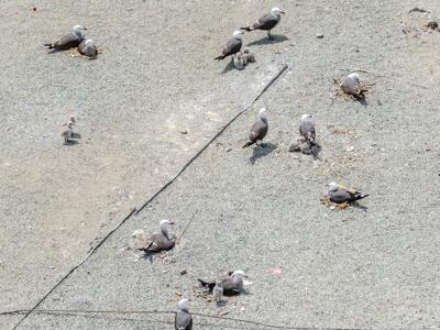 Bird Dodge