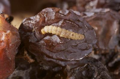 Feds release funds to stop European grapevine moth’s spread in California.  