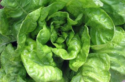 Bumper Crops