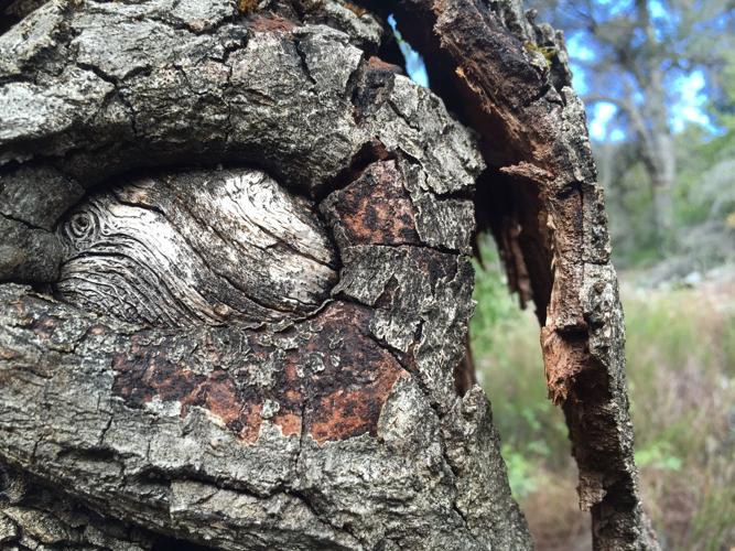 bark2.JPG