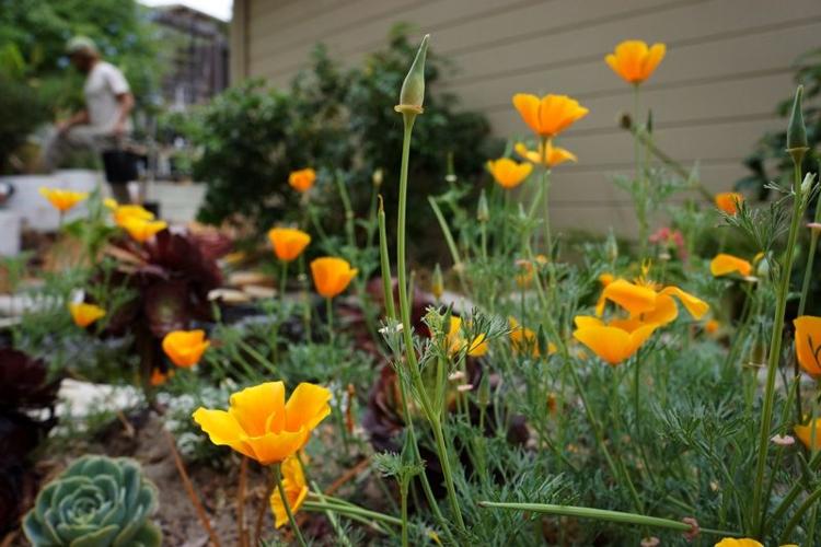 poppies
