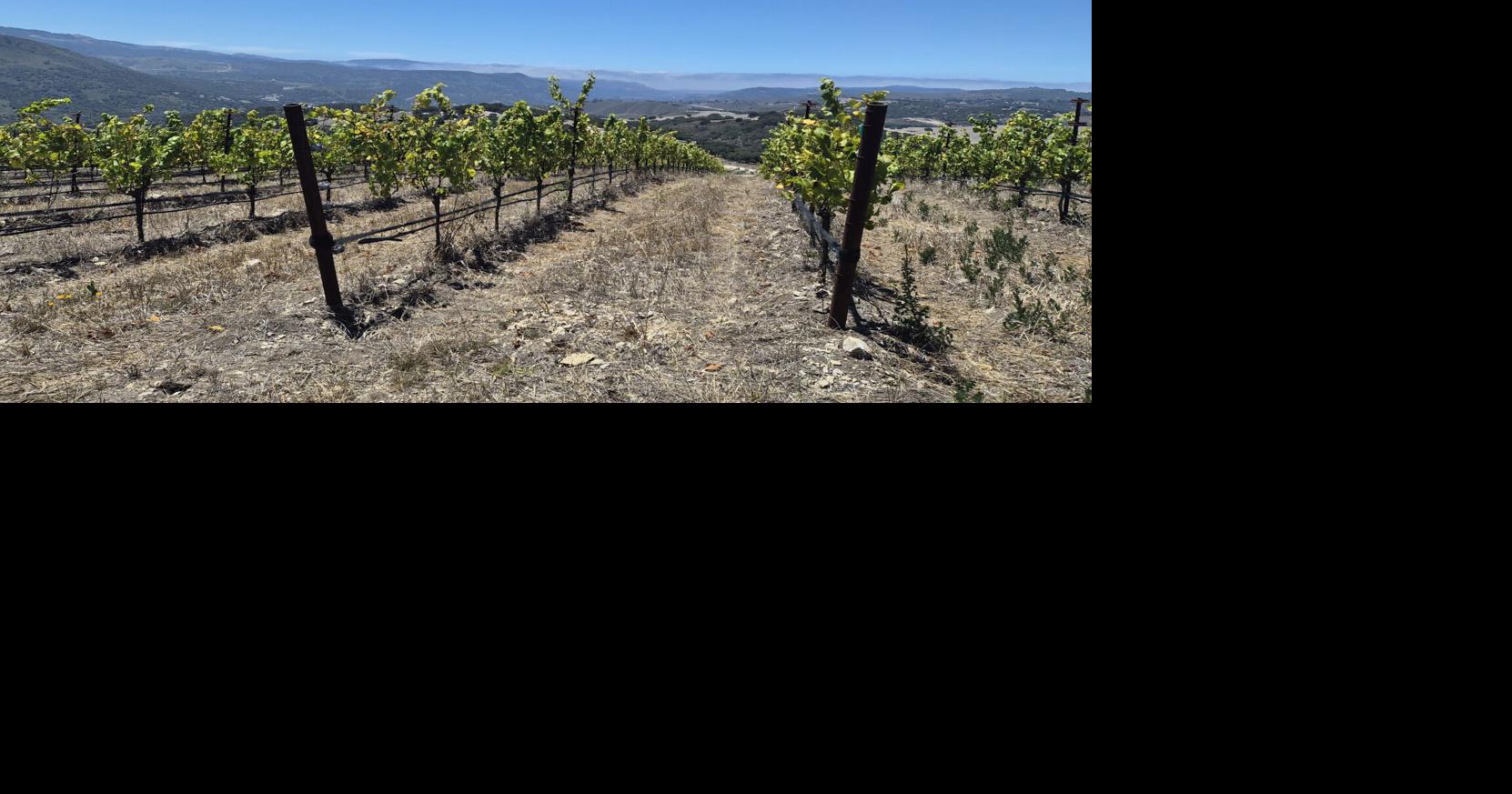 Wineries in the hills above Carmel may be close to receiving their own AVA designation.
